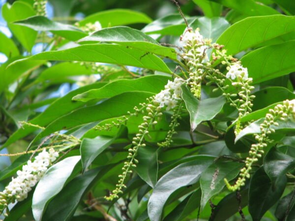 buy-plantslive-Citharexylunm quadrangulare - Plant