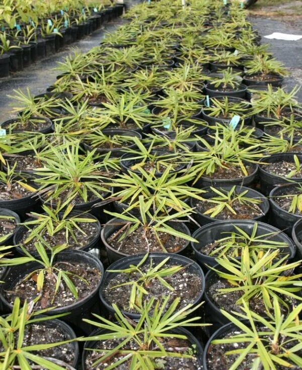 Cocothrinax crinita - Plant - Image 2