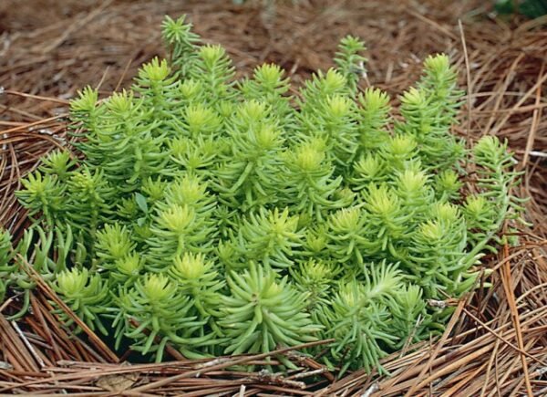 buy-plantslive-Sedum Angelina - Plant