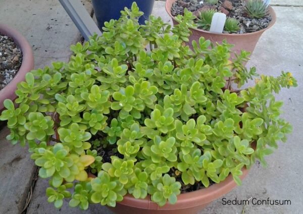buy-plantslive-Sedum Confusum - Plant