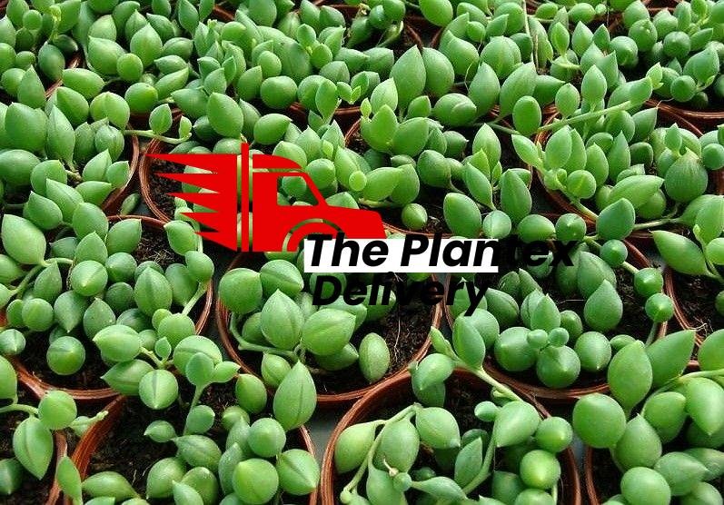 buy-plantslive-Senecio Herreianus - Plant