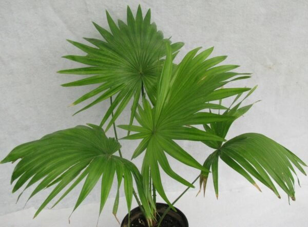 buy-Table palm, Umbrella Palm - Plant