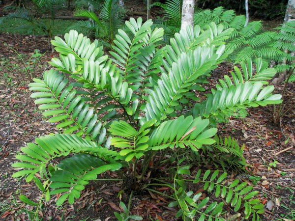 buy-Zamia furfuracea - Plant