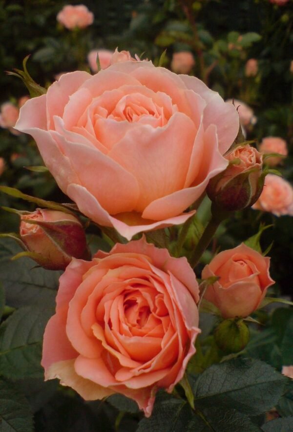 Rose (Lotus Orange) - Plant - Image 2