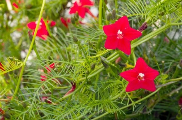 Cardina, Cypress vine - Plant