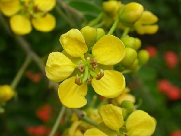 Cassia Siamea, Cassia Florida (Yellow) - Plant