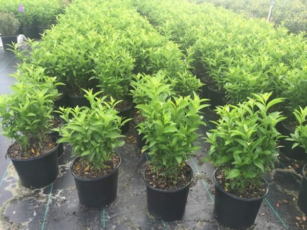 Cestrum nocturnum - Plant - Image 2