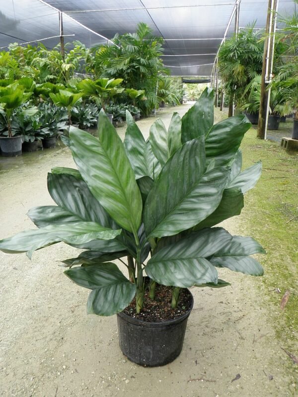 Chamaedorea Metallica Palm, Miniature Fishtail Palm - Plant - Image 3