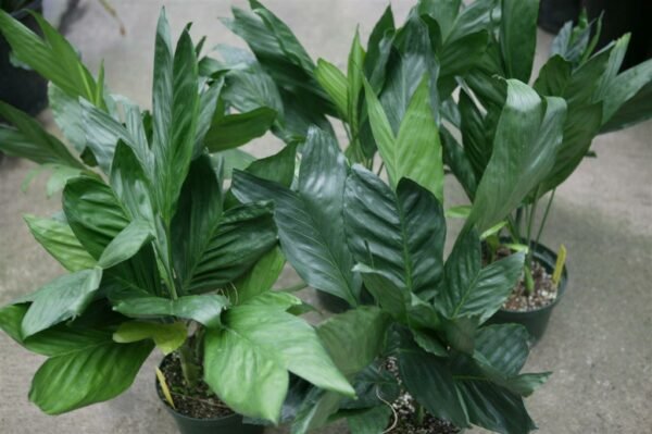 Chamaedorea Metallica Palm, Miniature Fishtail Palm - Plant - Image 2
