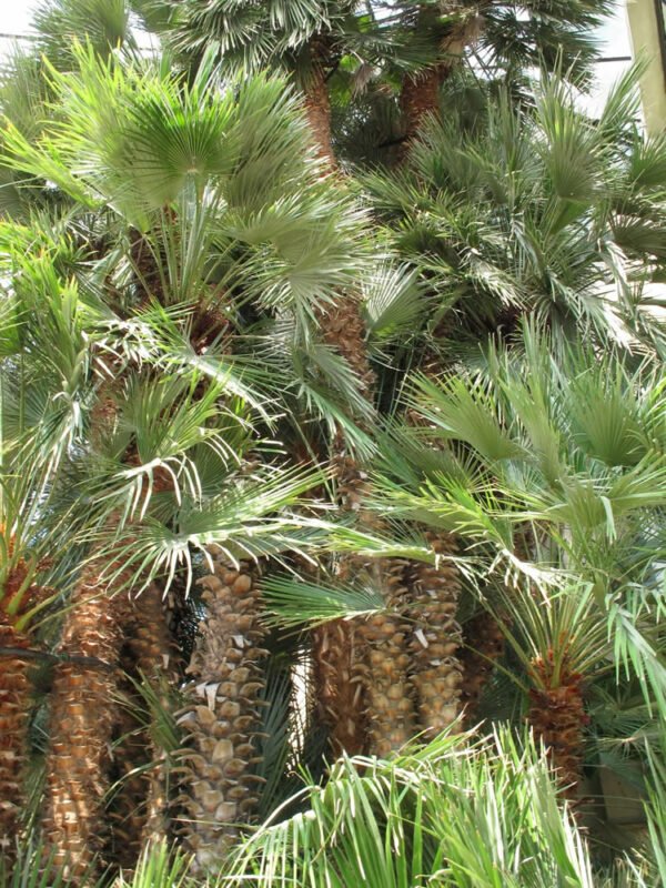 European Fan Palm (Chamaerops humilis)