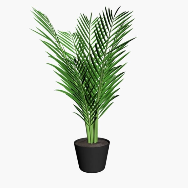 Chrysalidocarpus cabadae - Plant