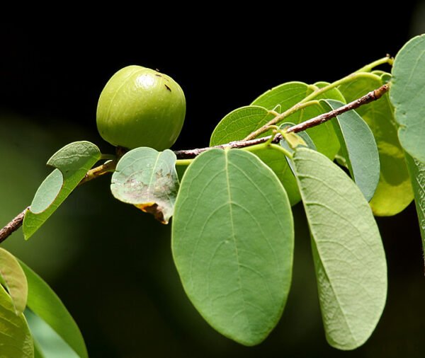 Cleistantus gracilis - Plant