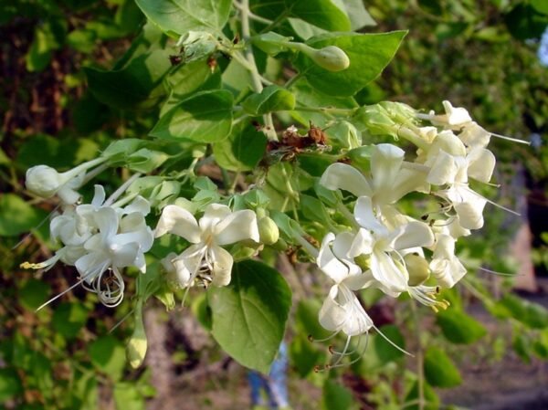 Clerodendrum phlomidis - Plant