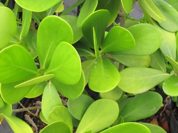 Clusia rosea - Plant