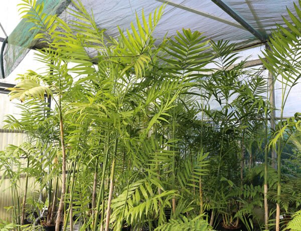 Cluster Palm - Plant