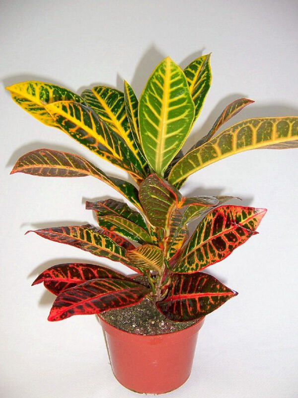 Codiaeum variegatum apple - Plant