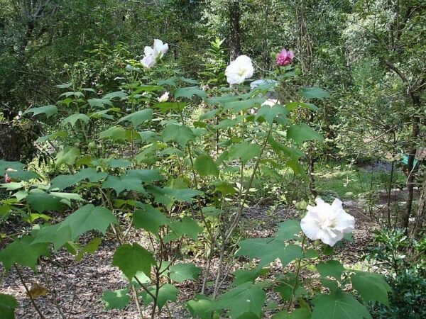 Hibiscus Mutabilis - The Confederate Rose Plant - Image 3