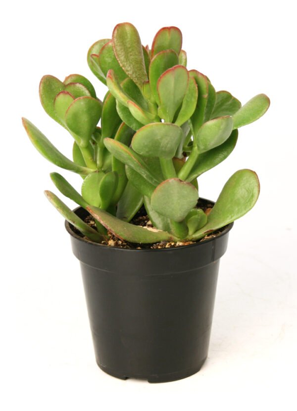 Crassula arborescens - Plant - Image 2