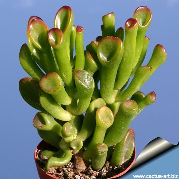 Crassula Hobbit - Plant
