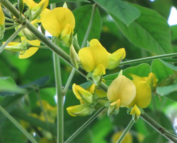 Crotalaria albida - Plant