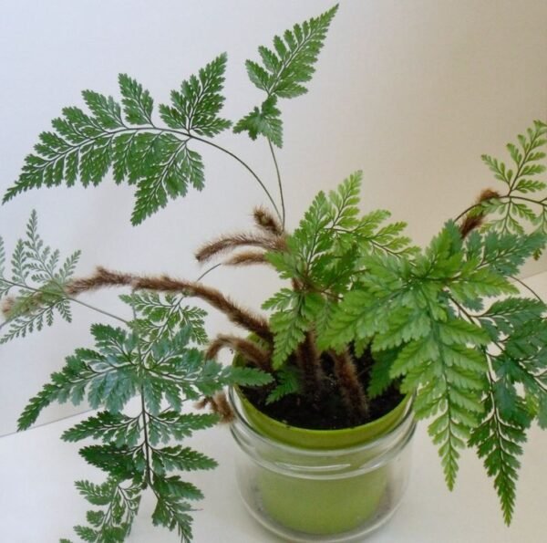 Davallia Trichomanoides, Small Rabbit Foot Fern - Plant