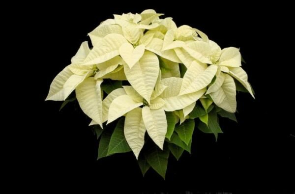 Poinsettia Plant (Euphorbia pulcherrima) - Image 12