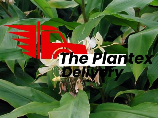 Hedychium flavescens - Plant