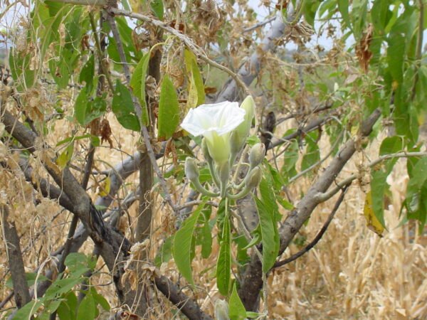 Ipomoea arborescens - Plant - Image 2