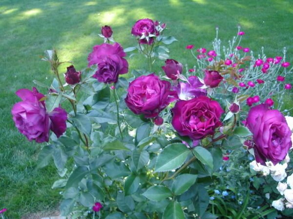 Purple Rose Plant (Rosa) - Image 2