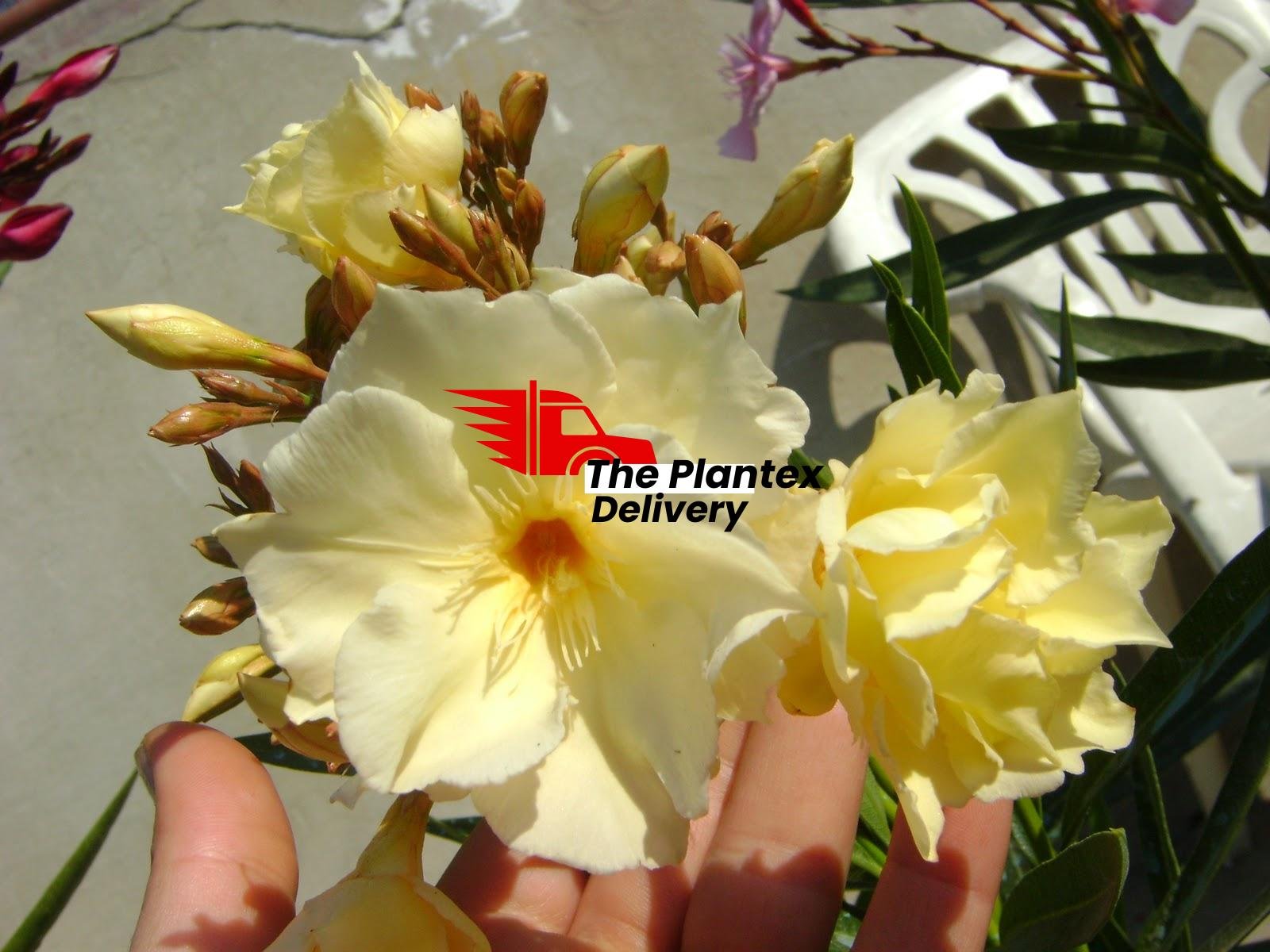 Kaner, Nerium Oleander (Yellow, Single) - Plant - Image 2