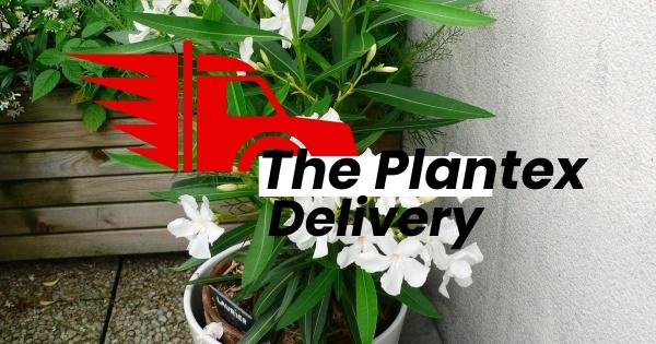 Kaner, Nerium Oleander (White, Single) - Plant - Image 2