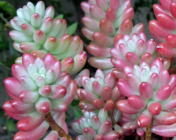 Sedum Rubrotinctum Aurora - Plant
