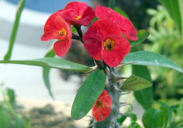 Euphorbia ( Yellow - Red ) - Plant