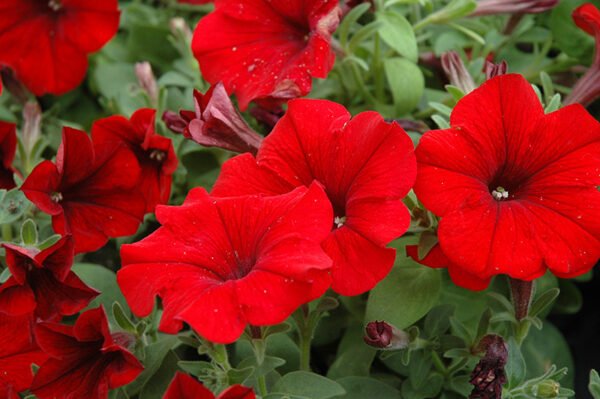 Vibrant Petunia Plants (Seasonal Varieties) - Image 6