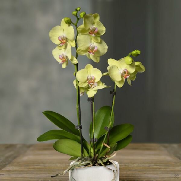 Phalaenopsis Yellow - Plant - Image 2