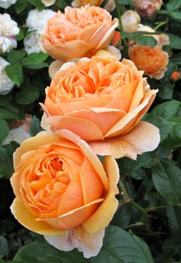 Rose (Lotus Orange) - Plant