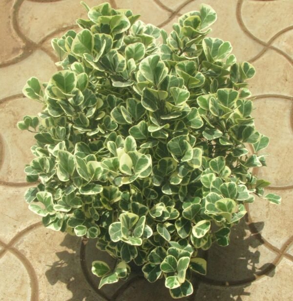 Ficus Triangularis variegata - Plant