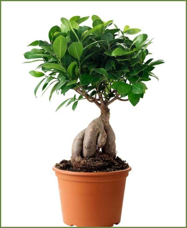 Ficus 300 gms - Plant