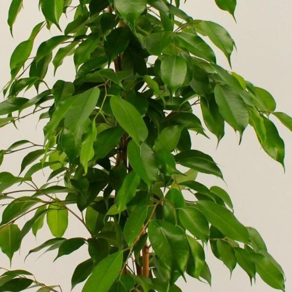 Ficus Benjamina, Weeping Fig - Plant