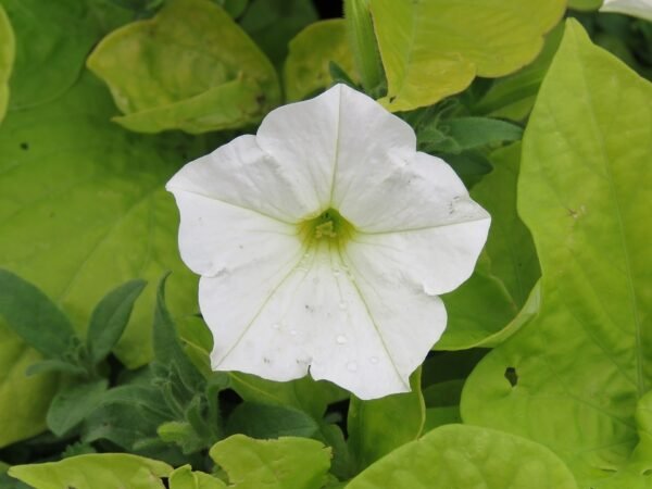 Vibrant Petunia Plants (Seasonal Varieties) - Image 8