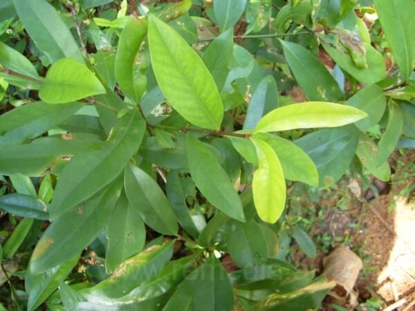 Garcinia indica Variegated - Plant