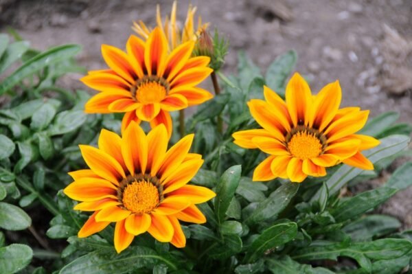 Gazania (Yellow-Orange) - Plant - Image 3