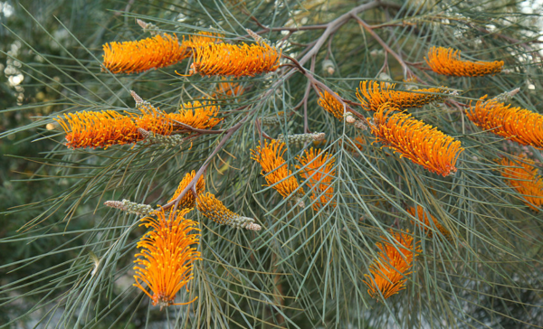 Grevillea pteridifolia - Plant