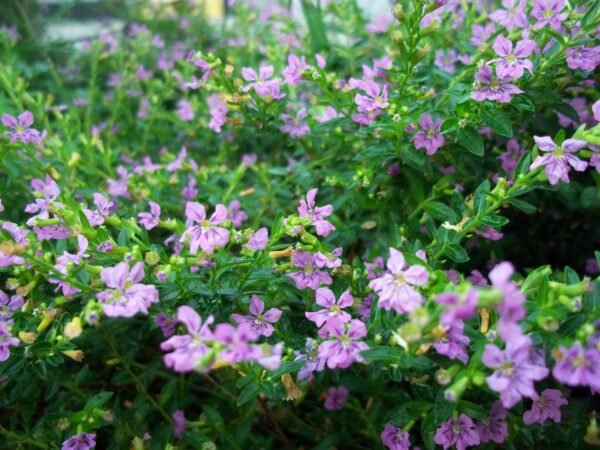 Asystasia intrusa - Plant - Image 3