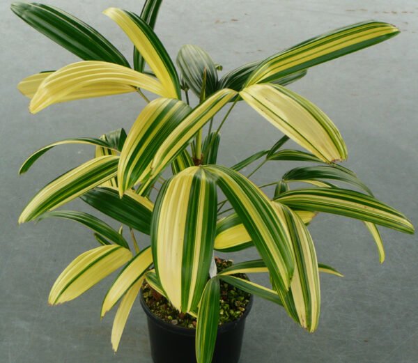 Rhapis excelsa variegated - Plant
