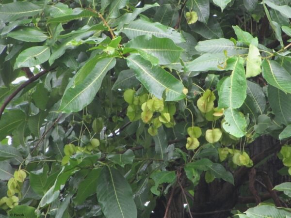 hardwickia elliptica - Plant