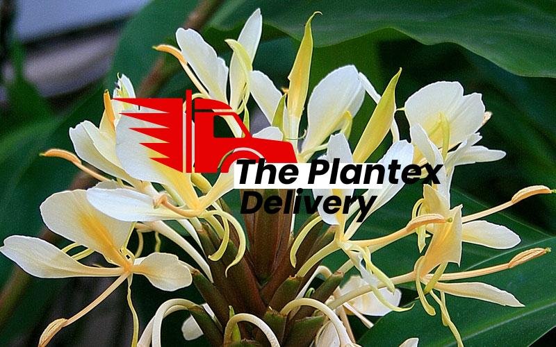 Hedychium flavescens - Plant - Image 2