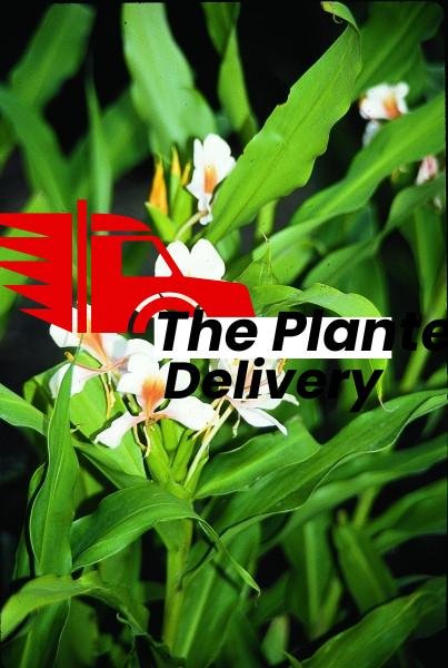 Hedychium flavescens - Plant - Image 3