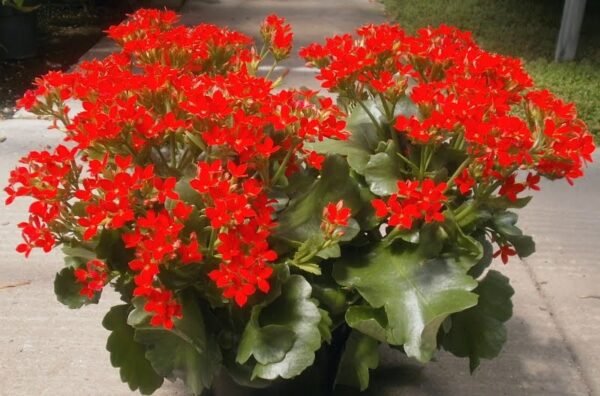 Kalanchoe (Red) - Plant - Image 4