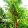 Lipstick Palm (Cyrtostachys renda) - Image 2